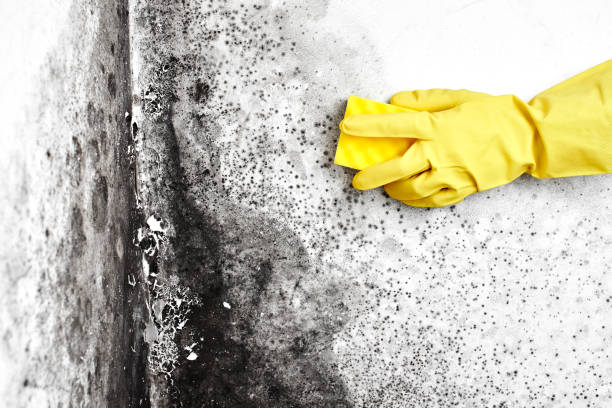 Best Certified Mold Removal  in Colfax, CA