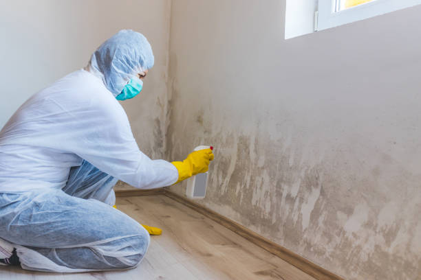 Mold Removal Process in Colfax, CA