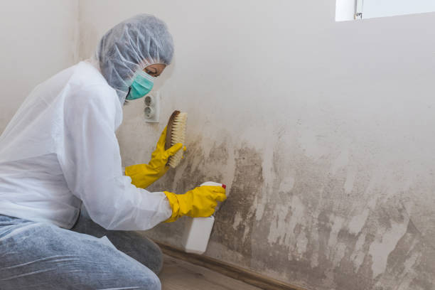 Best Fast Mold Removal  in Colfax, CA