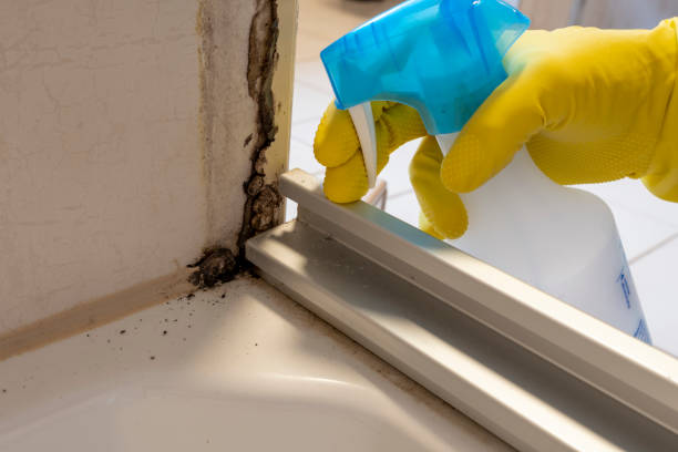 Best Commercial Mold Removal  in Colfax, CA