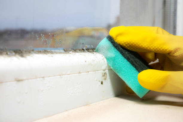 Best Office Mold Removal Services  in Colfax, CA