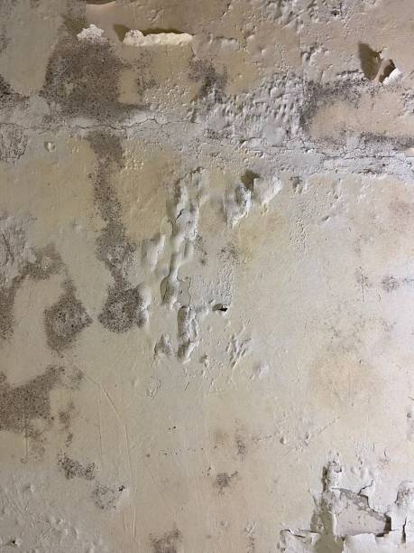 Best Best Mold Removal Companies  in Colfax, CA
