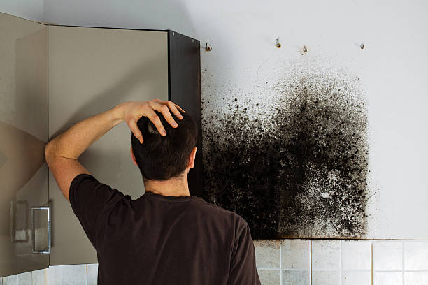 Best Mold Inspection  in Colfax, CA