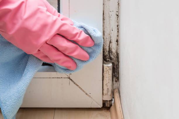Attic Mold Removal in Colfax, CA