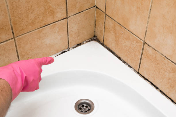 Best Toxic Mold Removal  in Colfax, CA